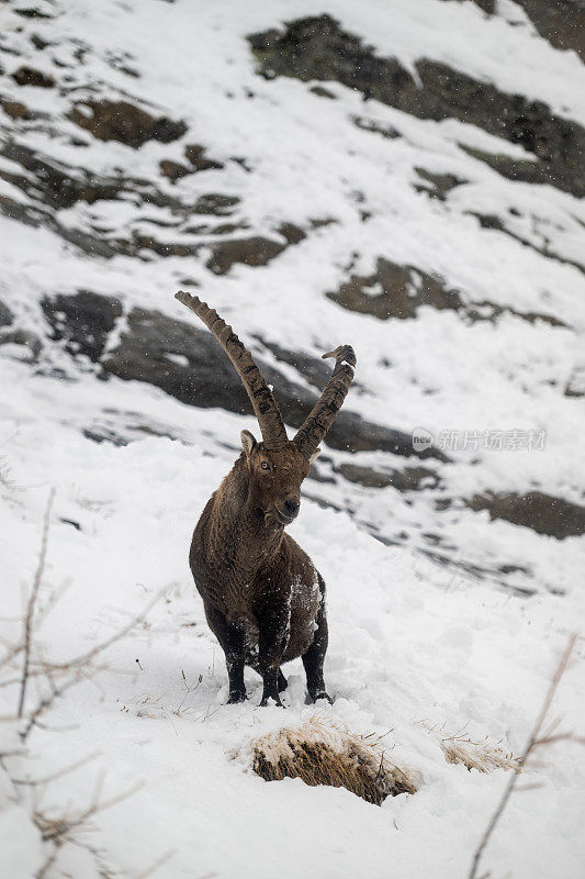 意大利valsavarenche Val D 'aosta，高山野山羊在冬季下雪环境中的大雄性